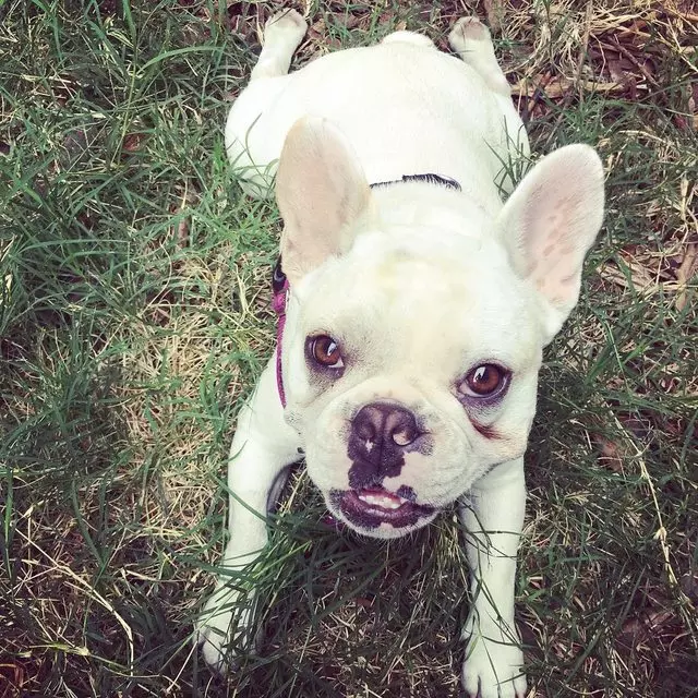 Action Dog!