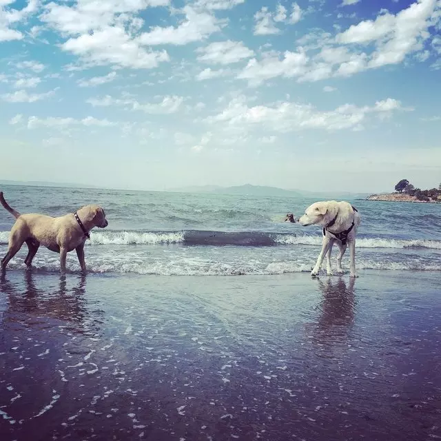 Action Dog!