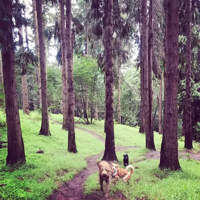 Action Dog!