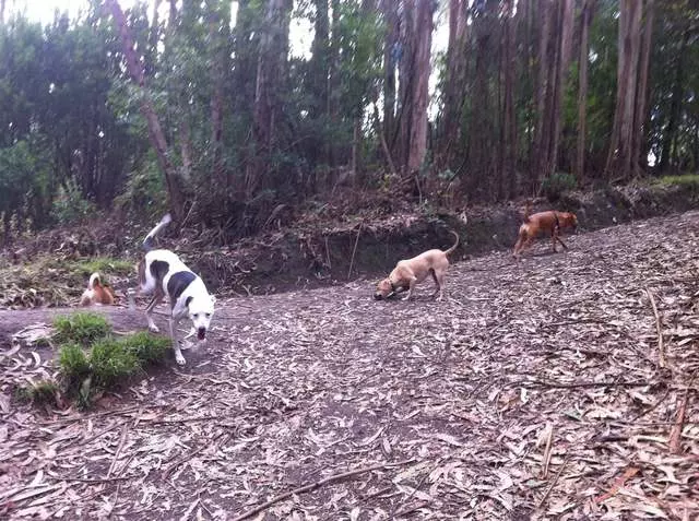 Action Dog!