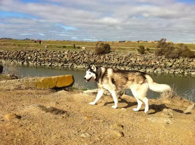 Action Dog!