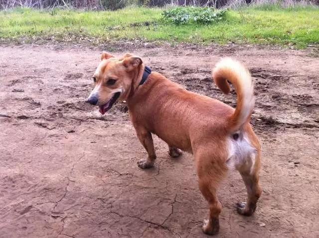 Action Dog!