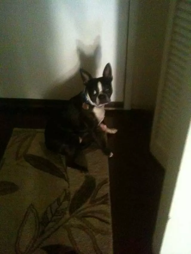Action Dog!