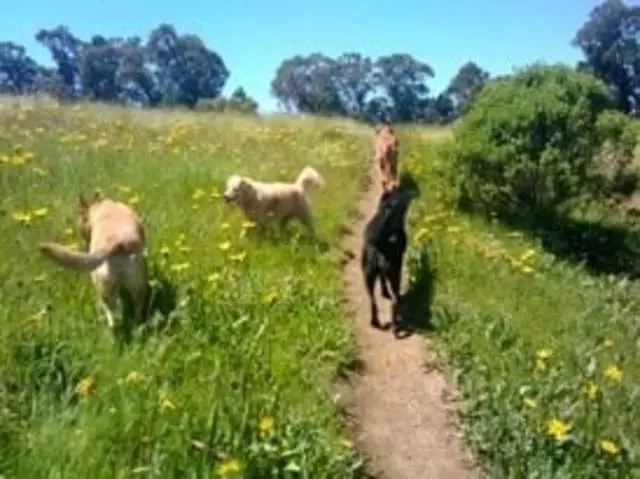 Action Dog!