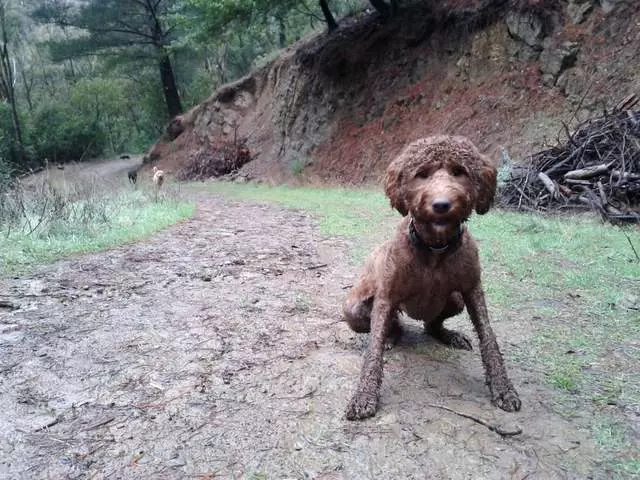 Action Dog!