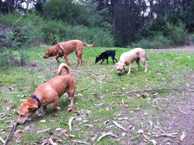 Action Dog!