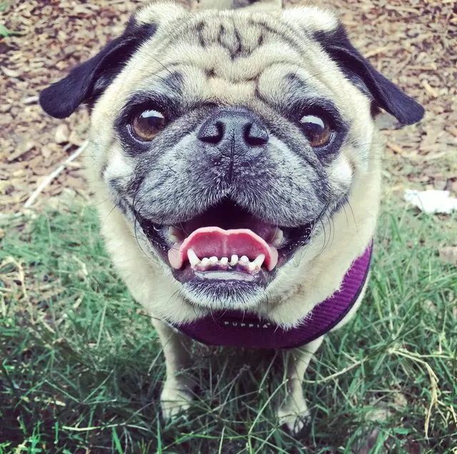 Action Dog!