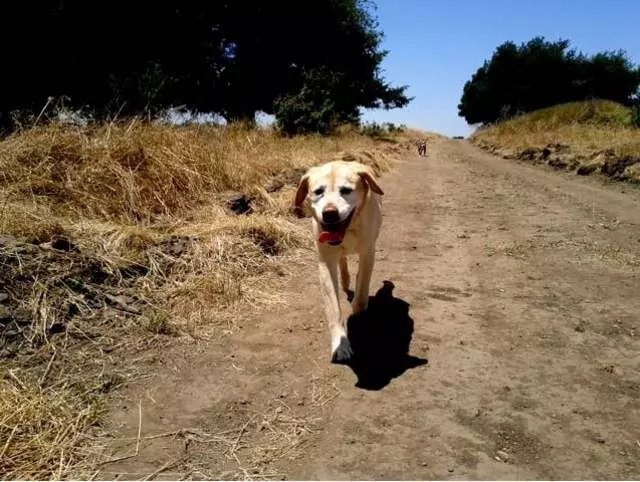 Action Dog!