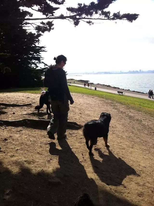 Action Dog!