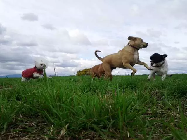 Action Dog!