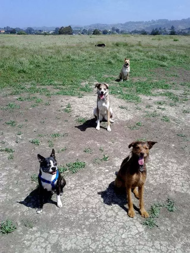Action Dog!