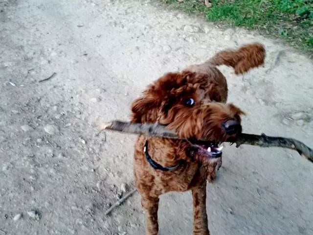 Action Dog!