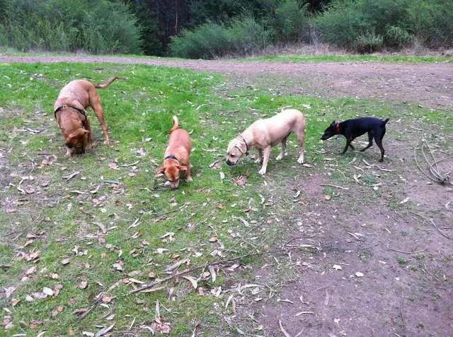 Action Dog!