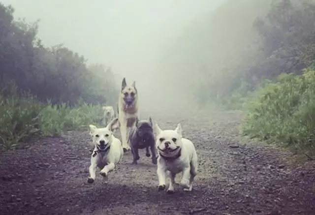 Action Dog!