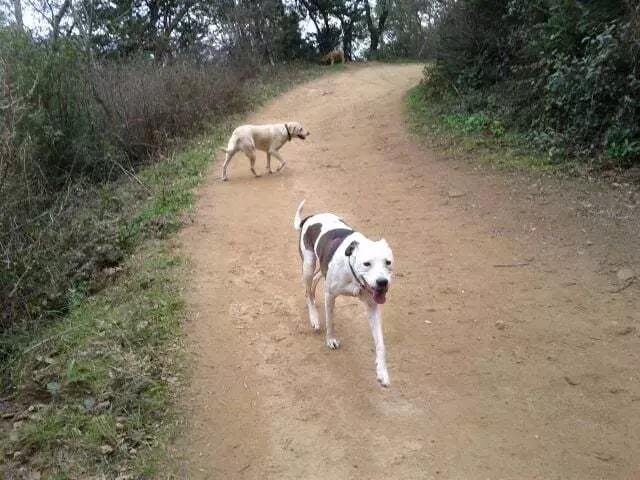 Action Dog!