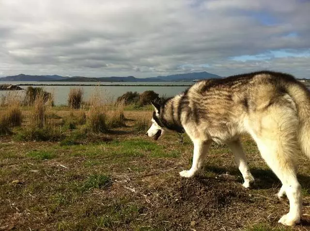 Action Dog!