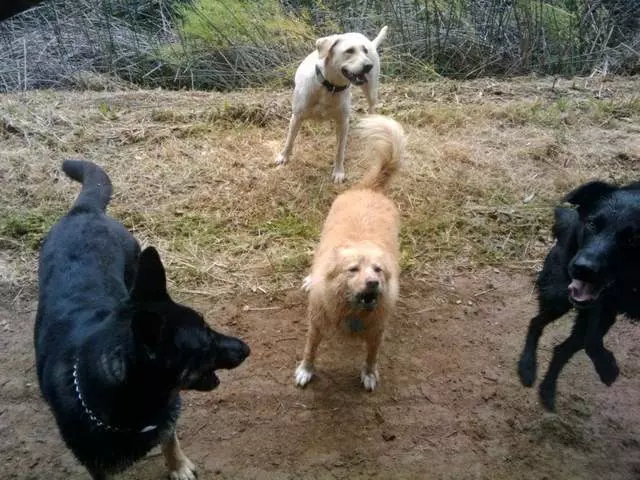 Action Dog!