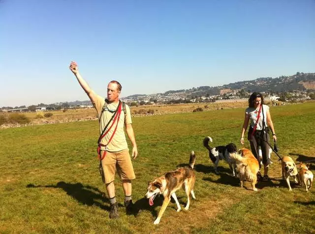 Action Dog!