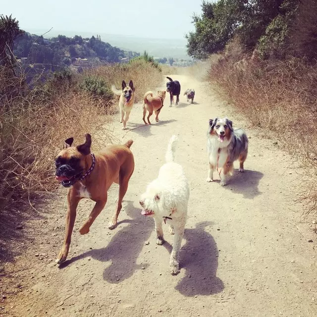 Action Dog!