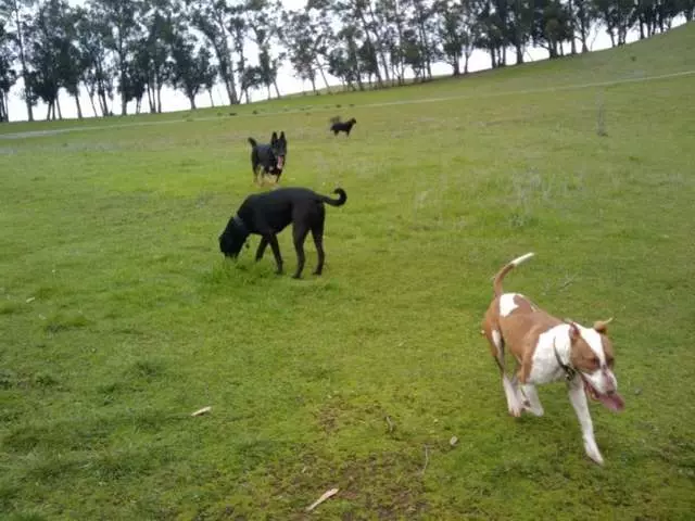 Action Dog!