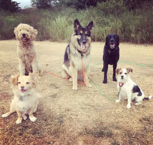 Action Dog!