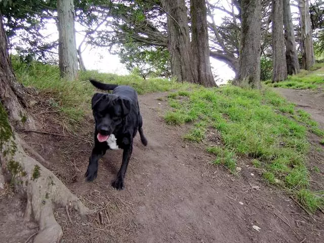 Action Dog!