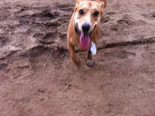 Action Dog!