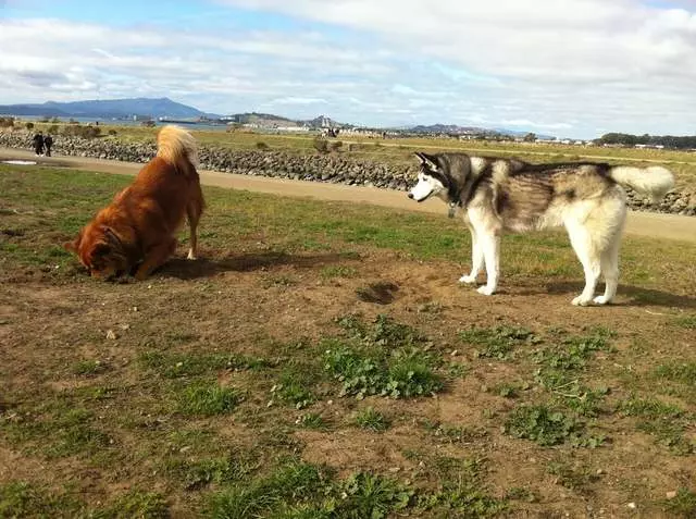 Action Dog!