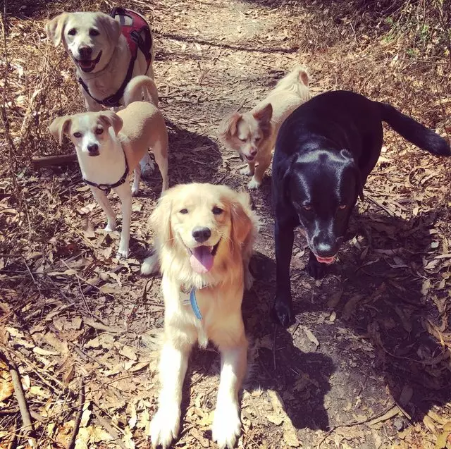 Action Dog!