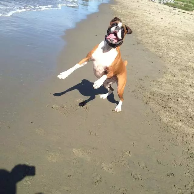 Action Dog!