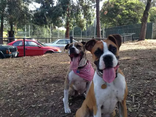 Awesome Dog