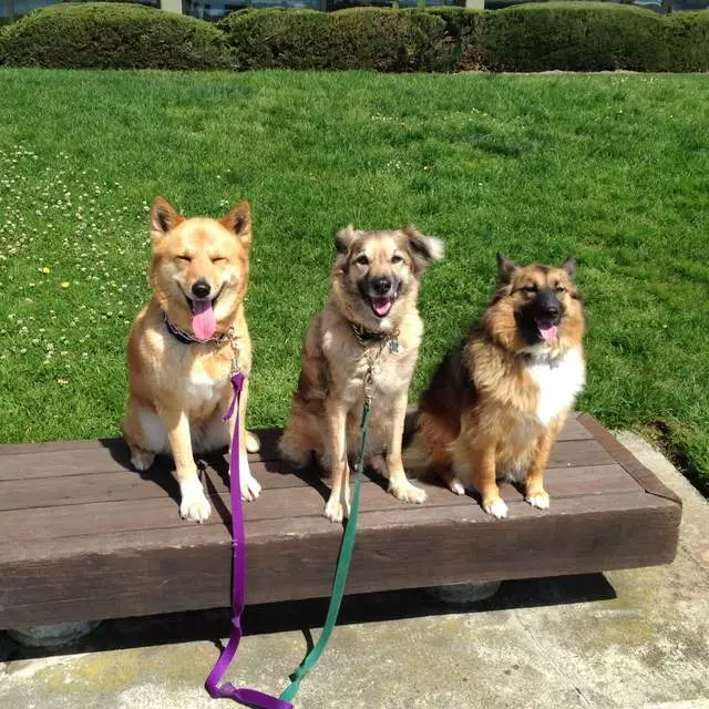 Awesome Dog