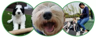 Petagogy Dog Training