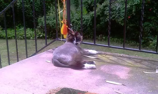 Angel’s Dog & Cat Grooming