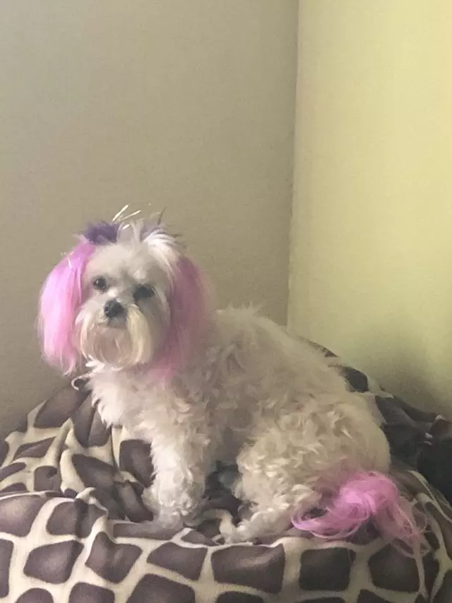 Angel’s Dog & Cat Grooming