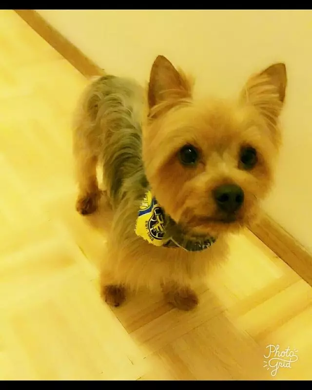 Angel’s Dog & Cat Grooming
