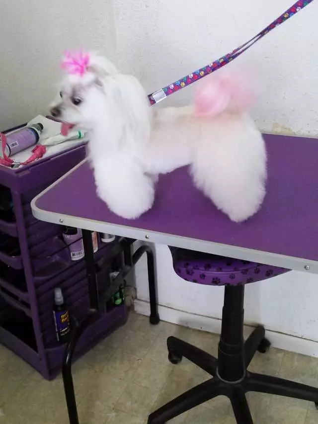 Angel’s Dog & Cat Grooming