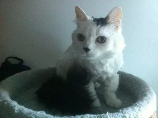 Angel’s Dog & Cat Grooming