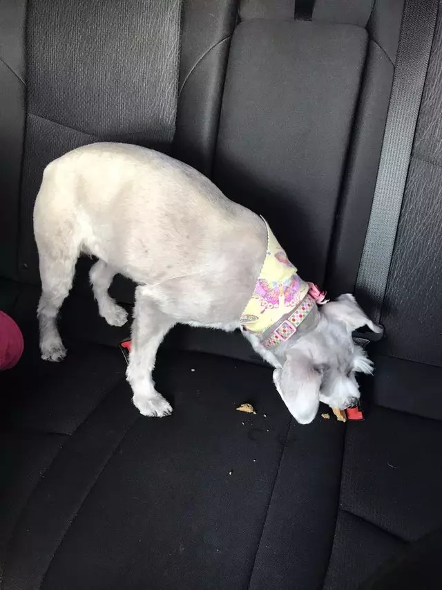 Angel’s Dog & Cat Grooming