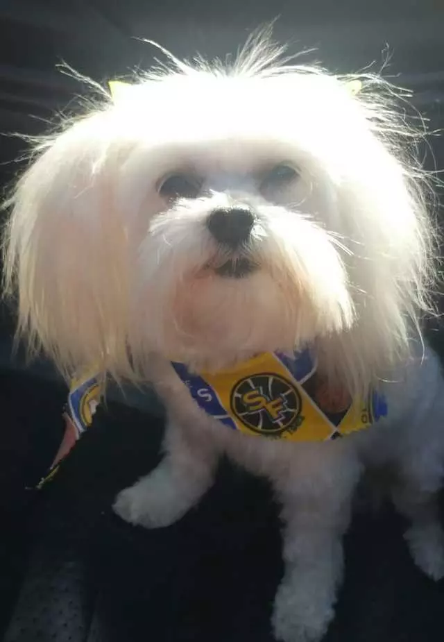 Angel’s Dog & Cat Grooming