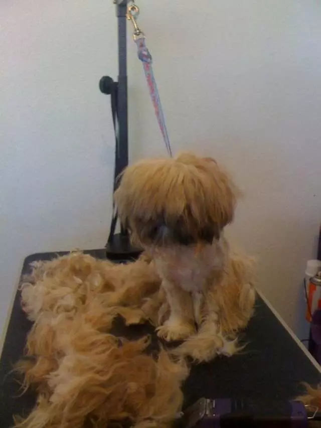 Angel’s Dog & Cat Grooming