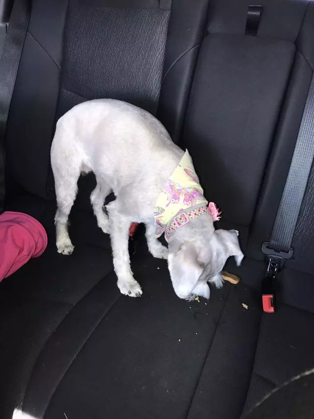 Angel’s Dog & Cat Grooming