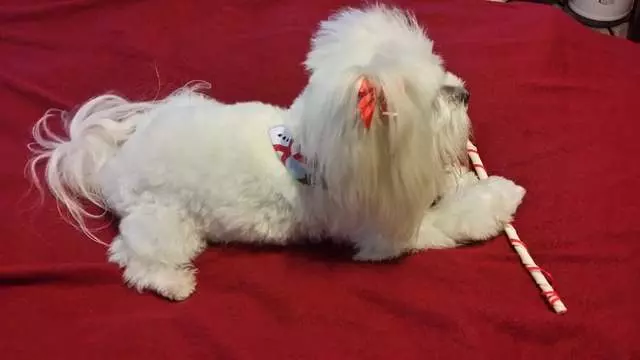 Angel’s Dog & Cat Grooming