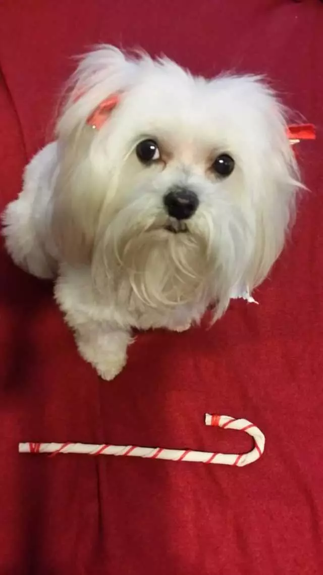 Angel’s Dog & Cat Grooming