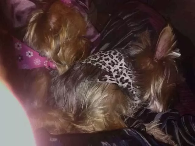 Angel’s Dog & Cat Grooming