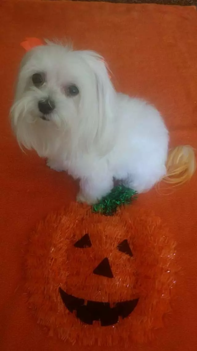 Angel’s Dog & Cat Grooming