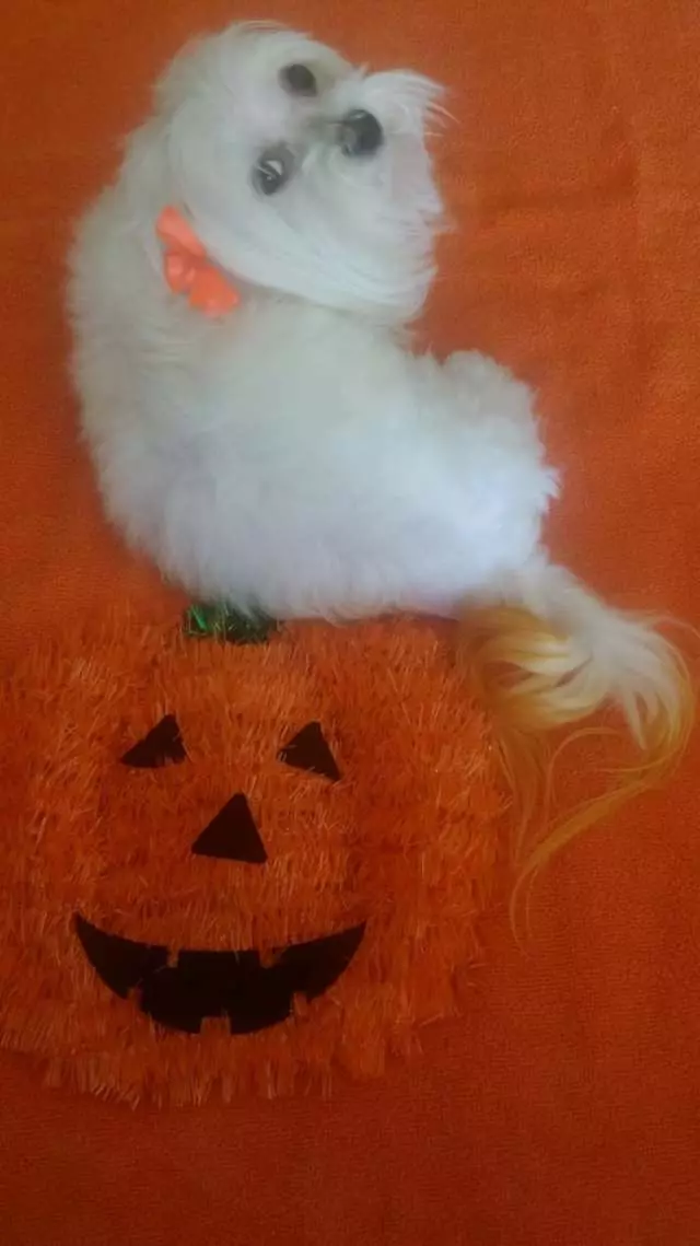 Angel’s Dog & Cat Grooming