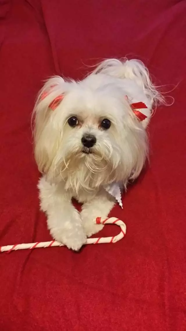 Angel’s Dog & Cat Grooming