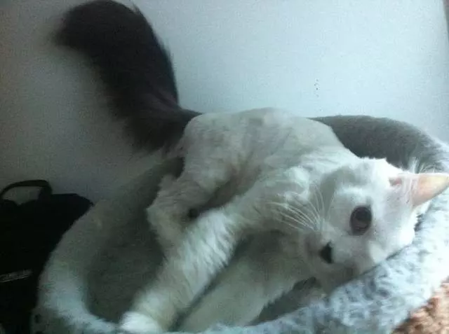Angel’s Dog & Cat Grooming