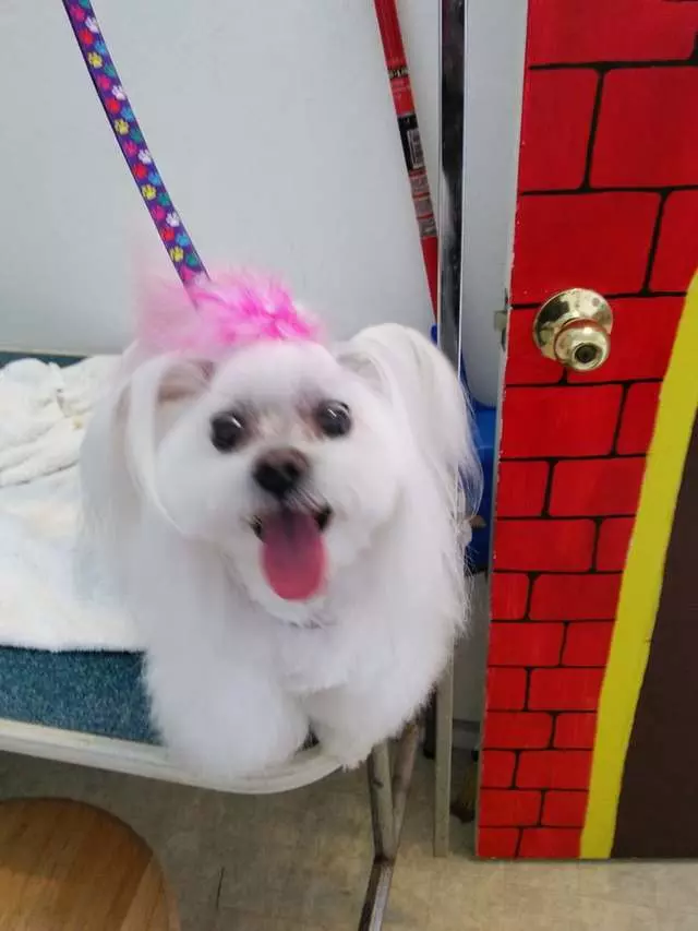 Angel’s Dog & Cat Grooming